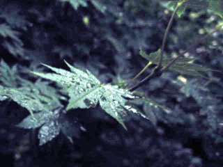 CiSPQb